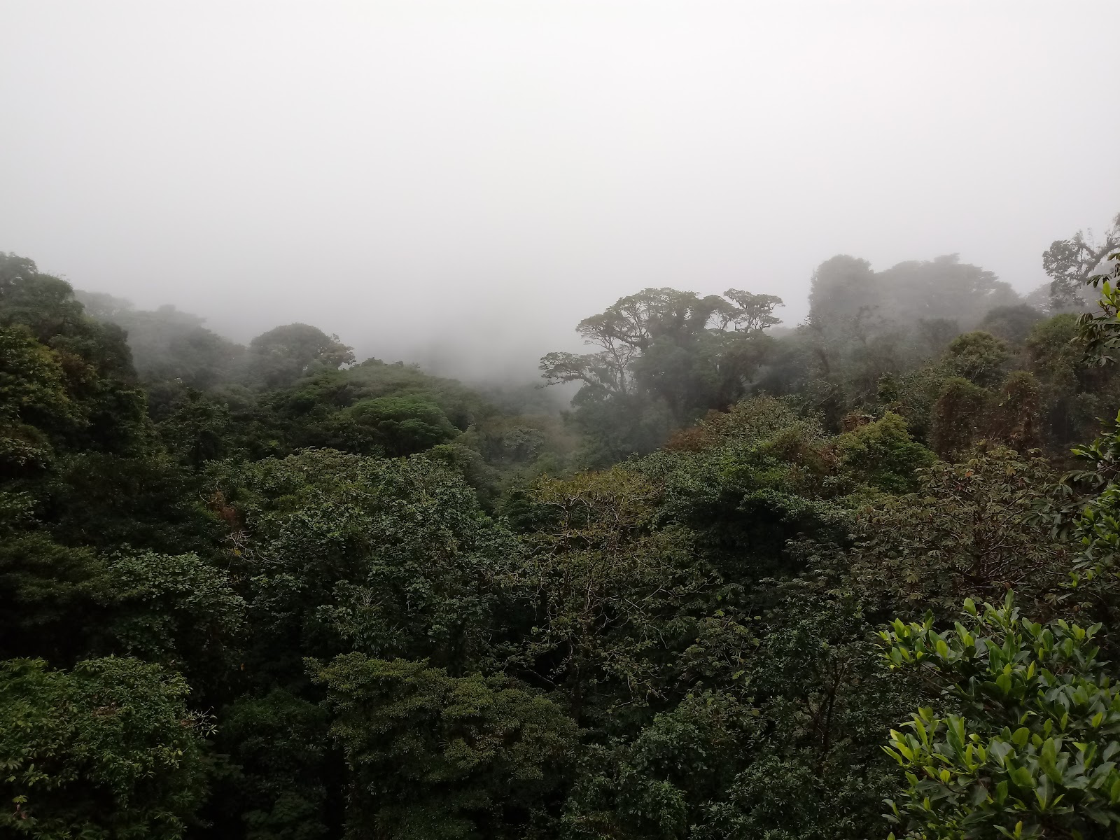 monterverde, forêt, nuages, montagne, réserve, costa rica, parc