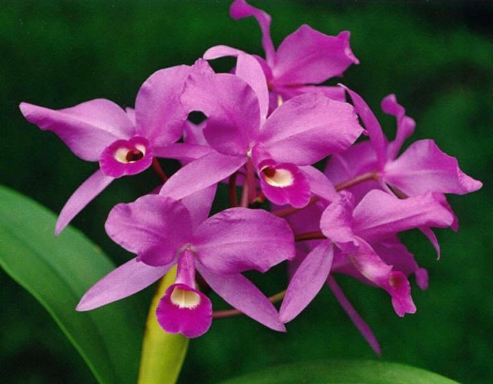 Orchidée, Guaria morada, fleur, Monteverde, plante, forêt de nuage, Costa Rica