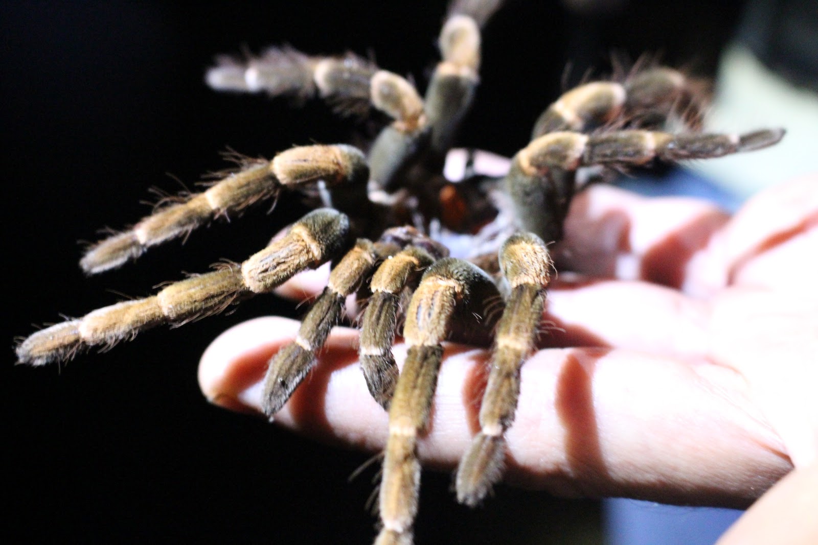 araignée, tarentule, costa rica, monteverde