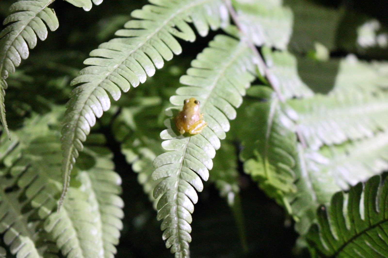 grenouille, costa rica, amphibien, monteverde