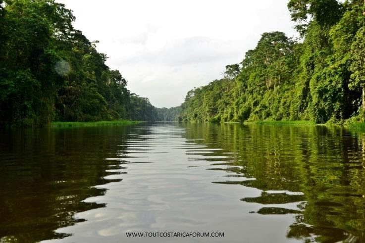 Canaux entourés de végétation au Costa Rica