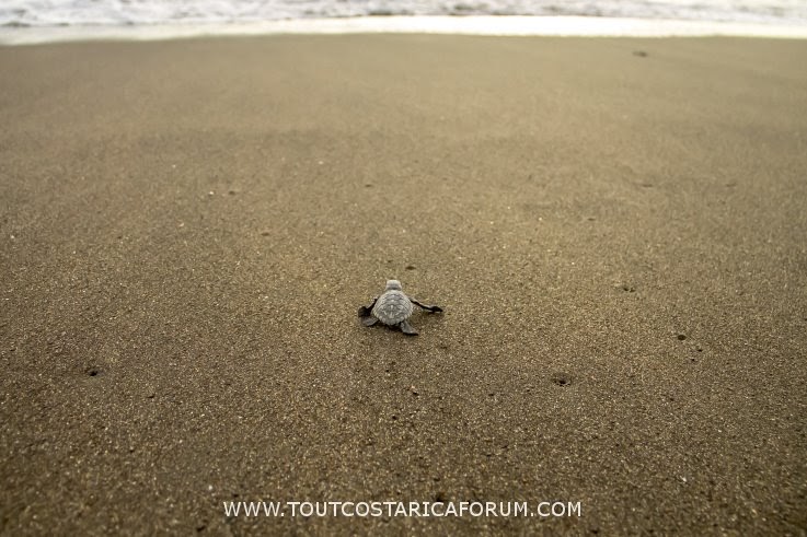 Bébé tortue se dirigeant vers l'océan après l'éclosion sur une plage de Tortuguero au Costa Rica