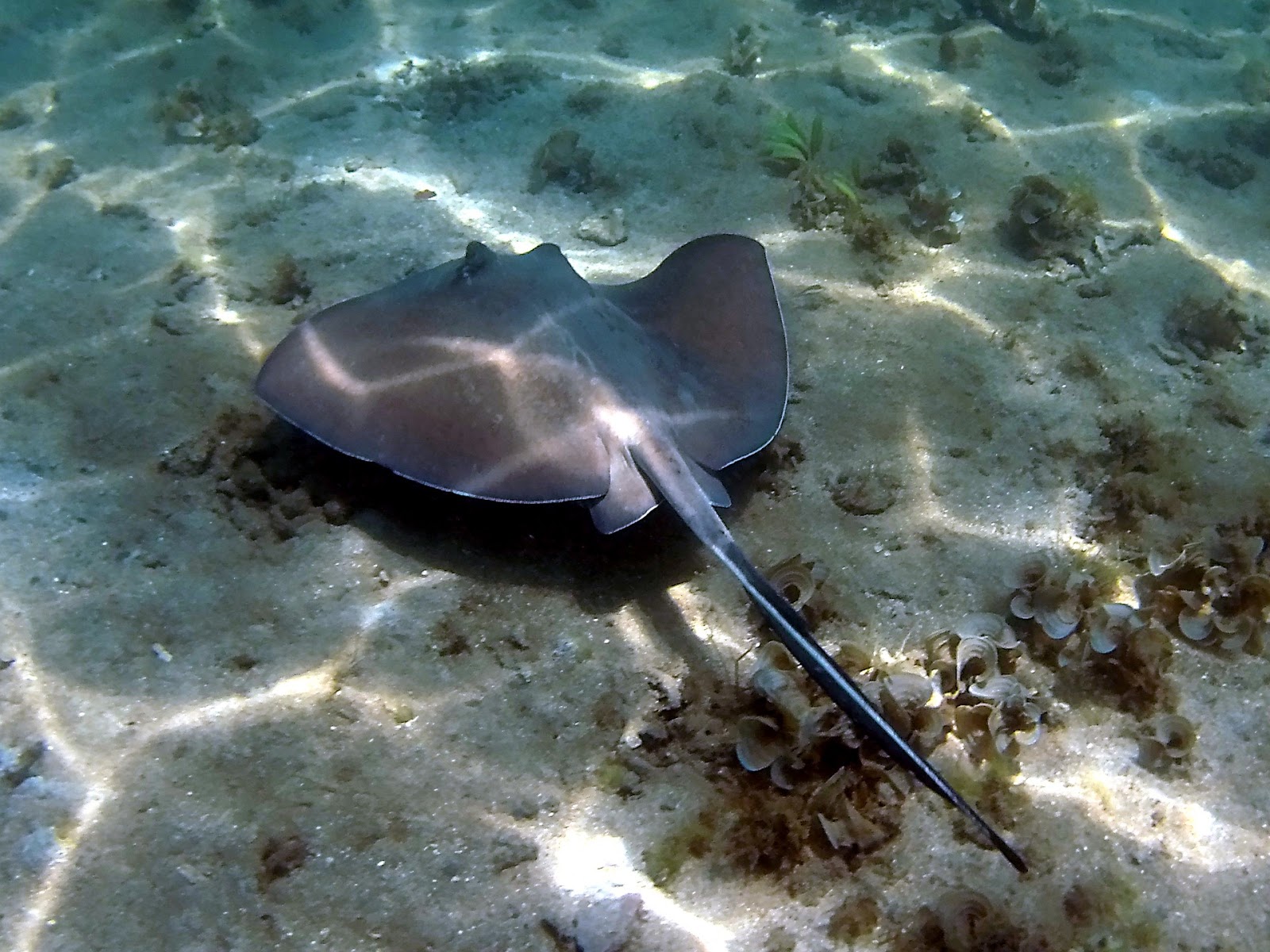 Faune marine, en l'occurrence une raie manta, observée en faisant du snorkeling au Costa Rica