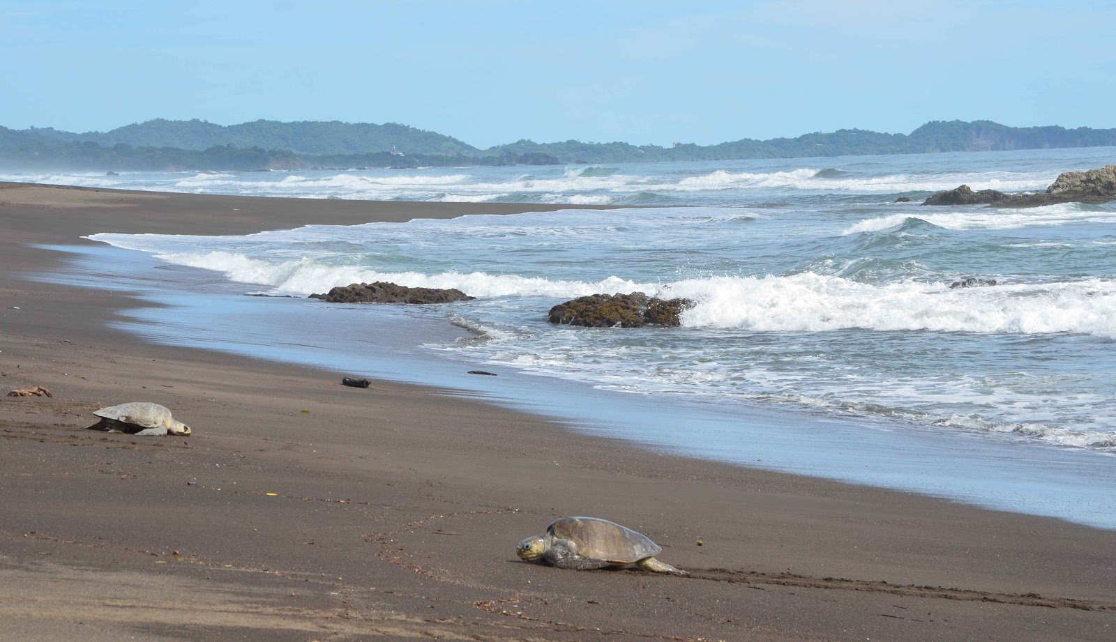 arribadas, Ostional, tortue, observation, excursion, Costa Rica, plage, ponte, éclosion