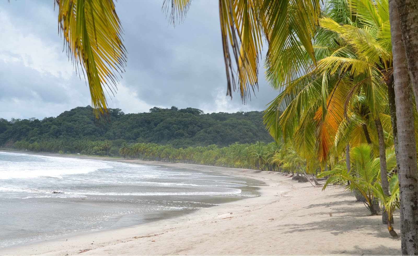 plage, costa rica, carillo, paradis, vacances, détente, cocotier, palmiers