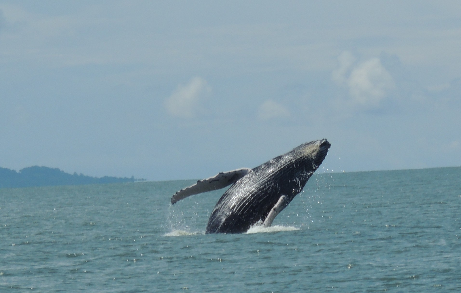 baleine golfo dulce obesrver cétacé pacifique baleine à bosse