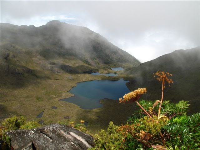 paramo chirripo orchidées