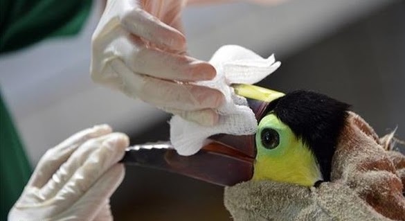 Personne en train d'appliquer des soins vétérinaires à un toucan lors d'un bénévolat au Costa Rica