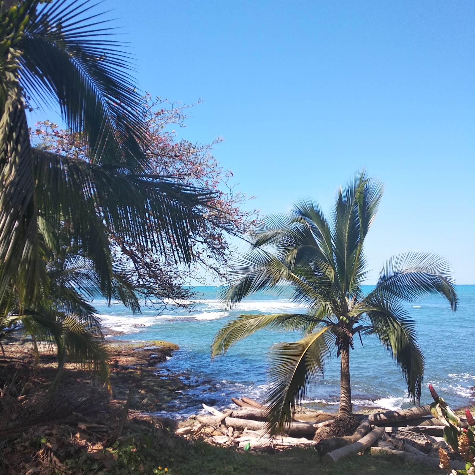 Caraibes Sud, la petite Jamaique du Costa Rica avec des plages sauvages et une faune abondante