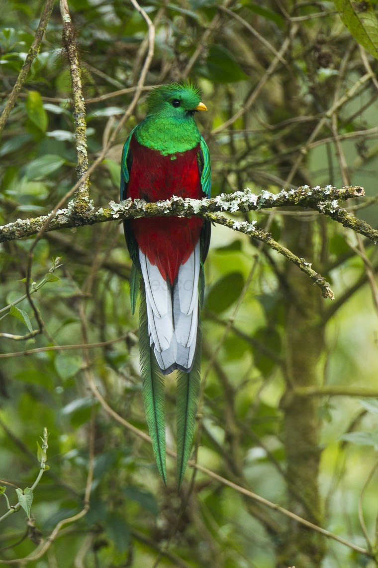 Quetzal resplendissant costa rica