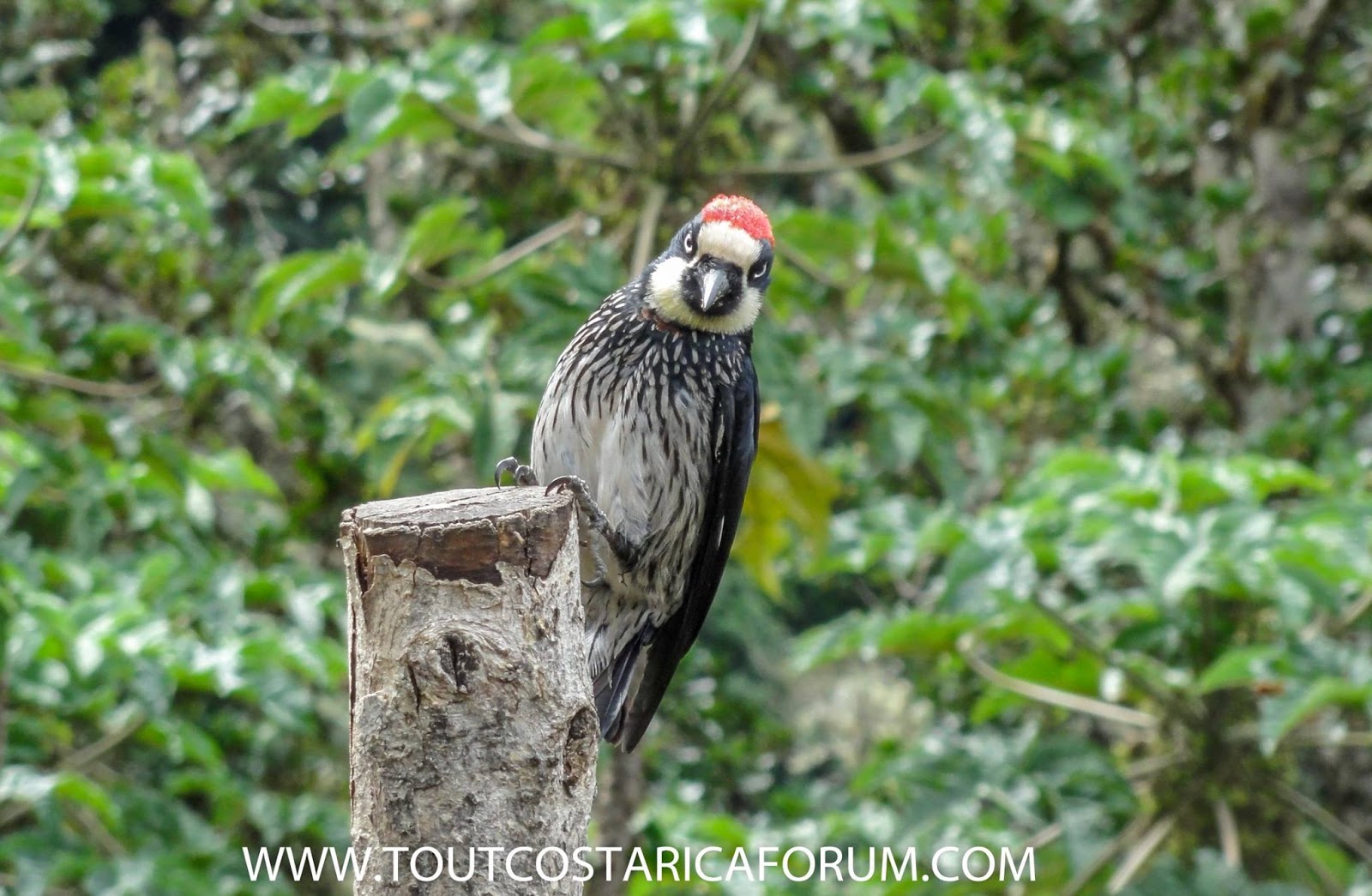 pivert de gland pic vert oiseau costa rica