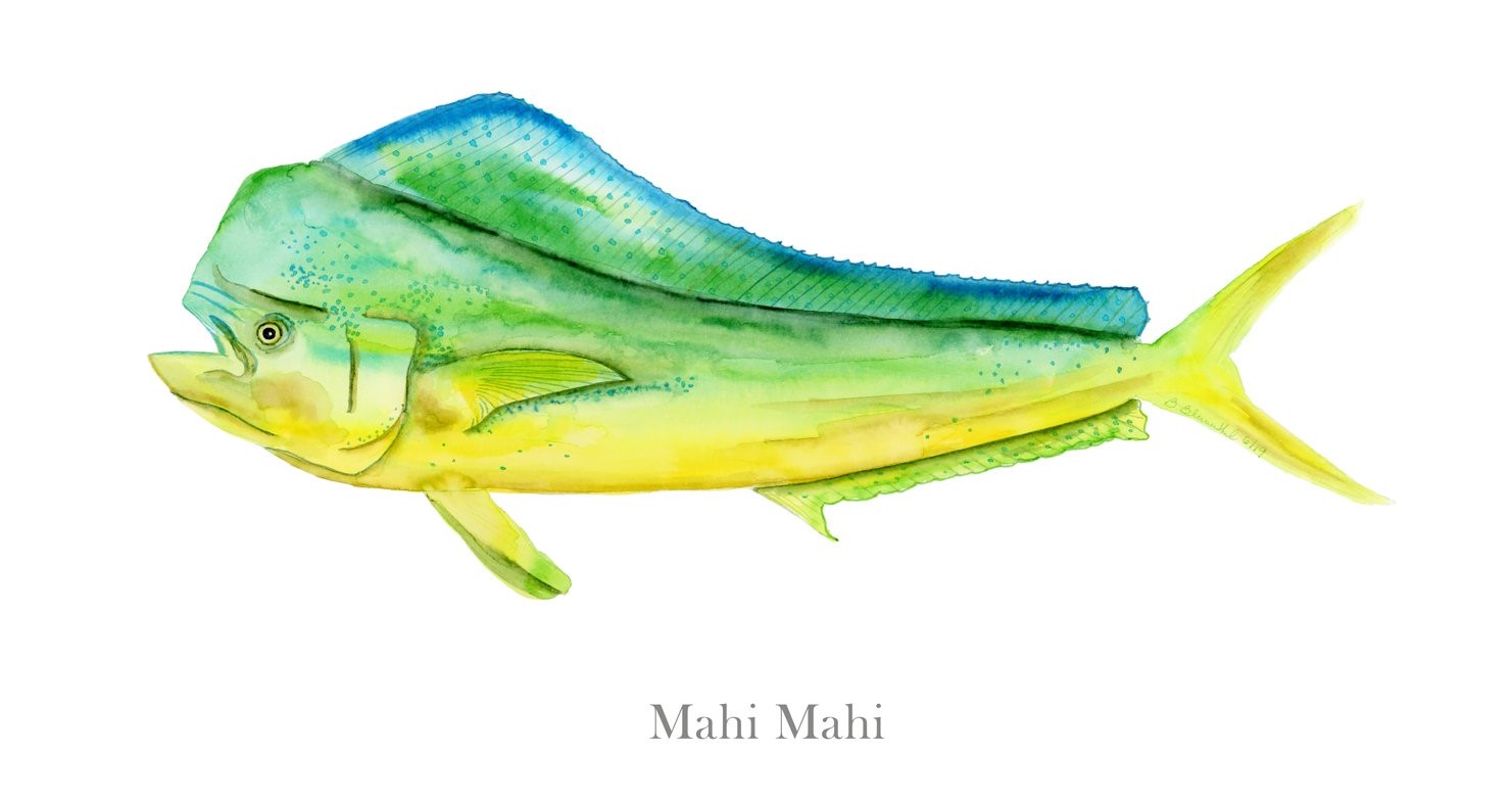 partenaires, réductions, premium, Costa Rica, poisson, rare, recherche, prisé, espèces, variété, biodiversité