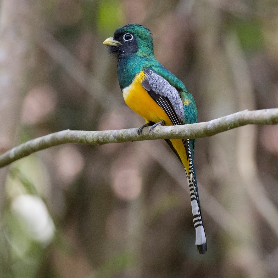 trogon violacé oiseau costa rica