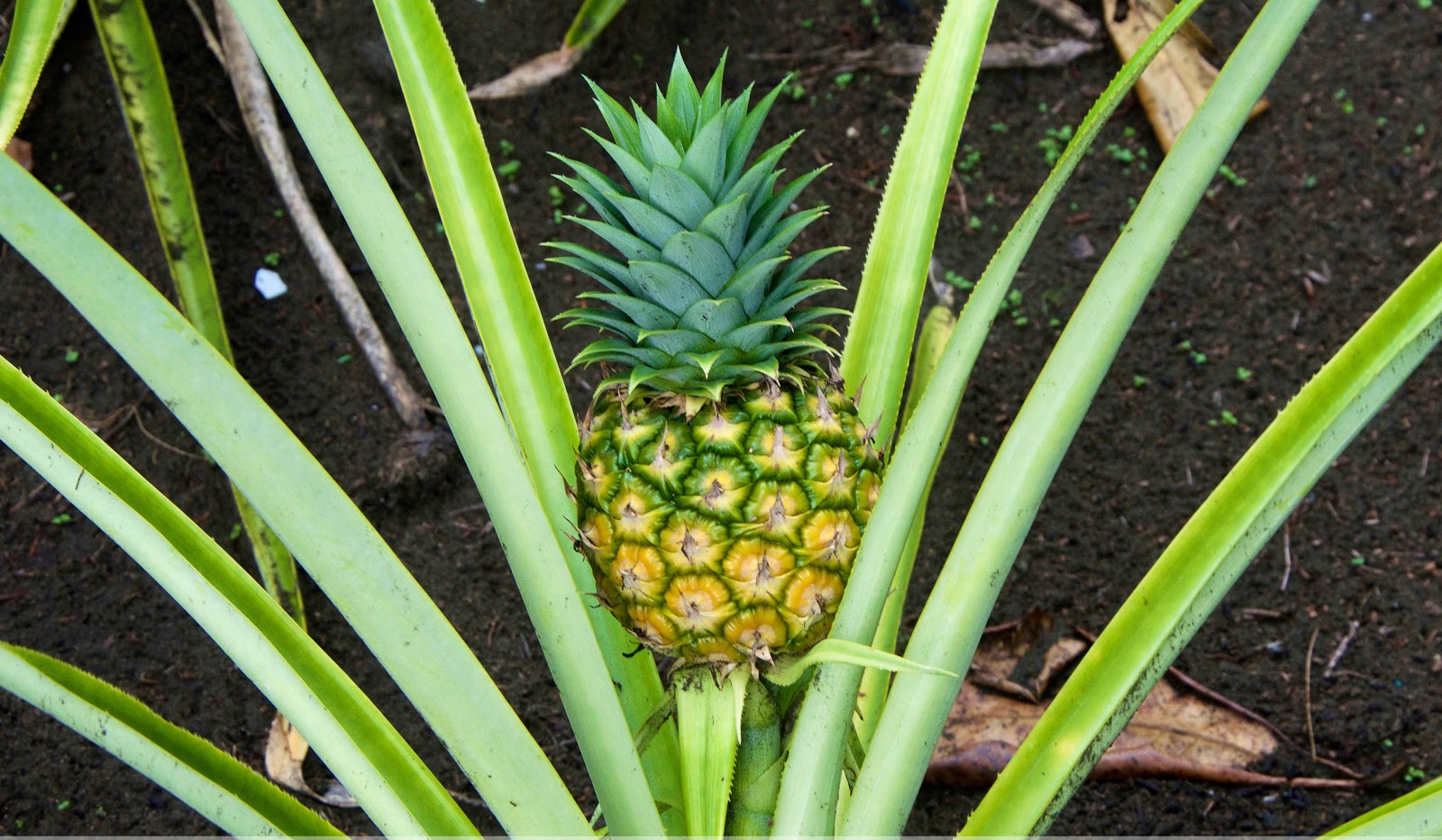 costa rica, ananas, fruit, santé, bien-être, vitamine, culture, agriculture, bio, biologique, vitalité, énergie, commerce, production, exportation