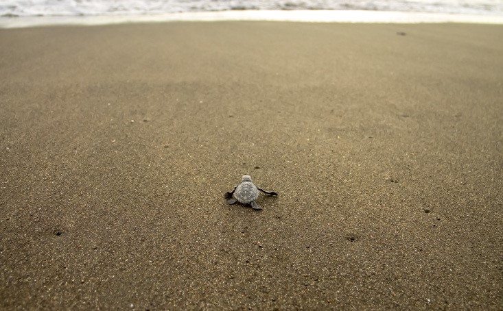 bébé tortue sur une plage se dirigeant vers l'océan, costa rica