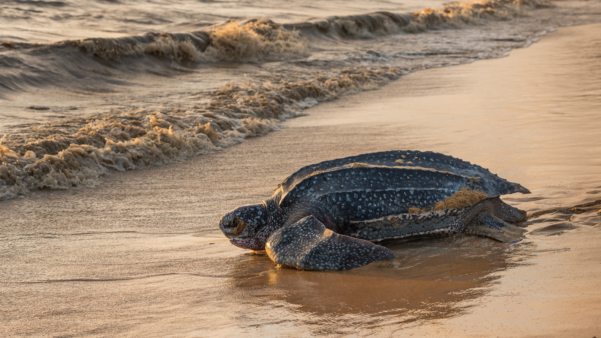 Tortue Luth se dirigeant vers la mer sur une plage du Costa Rica
