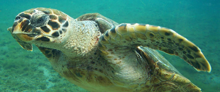 Tortue verte nageant dans les eaux turquoise du costa rica