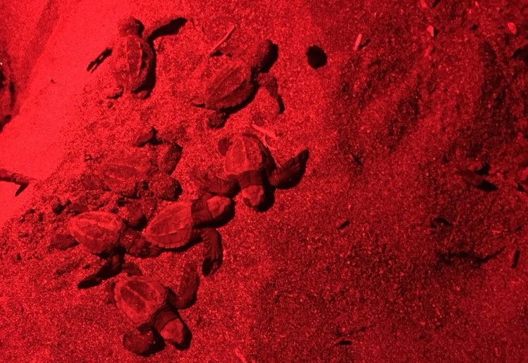Eclosion de tortue filmée à la lumière rouge pour éviter le dérangement, Costa Rica