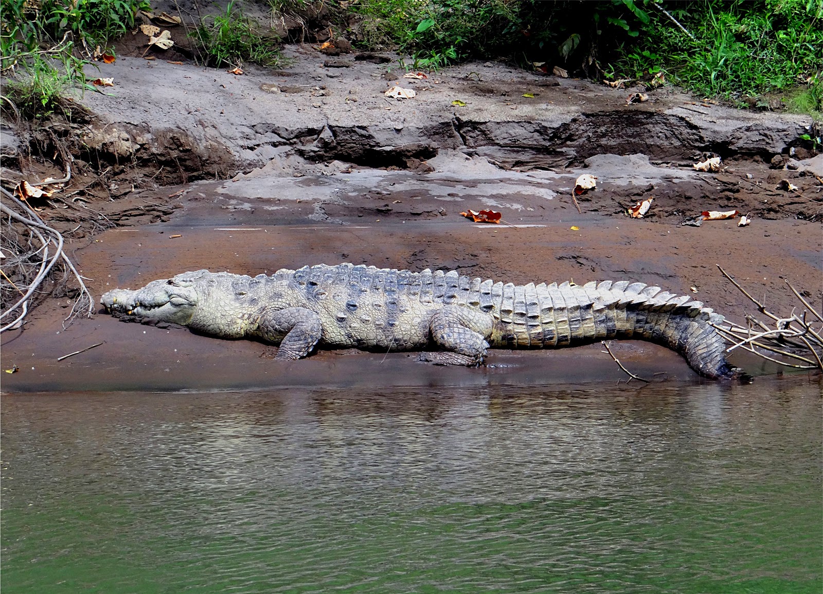 Crocodile en train de faire trempette dans l'eau