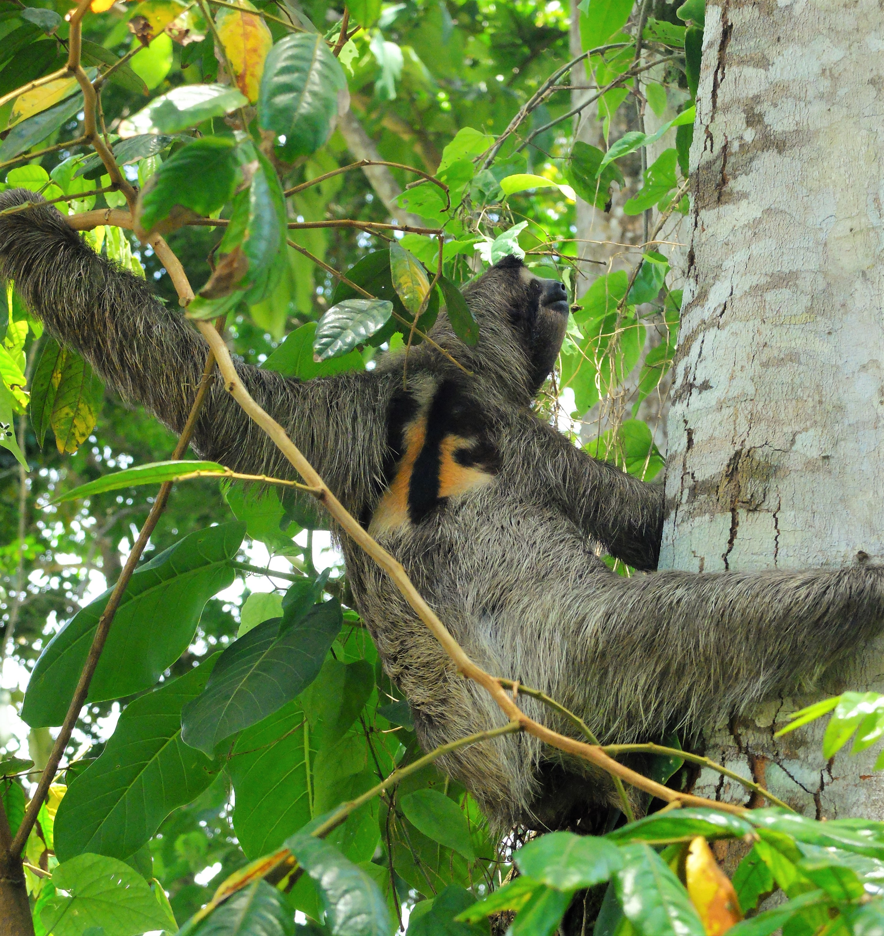 Paresseux mâle suspendu à un arbre au Costa Rica