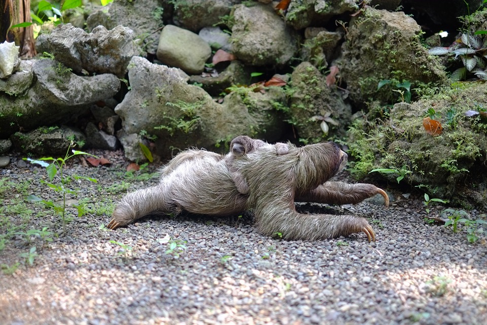 Bébé paresseux et son parent au Costa Rica