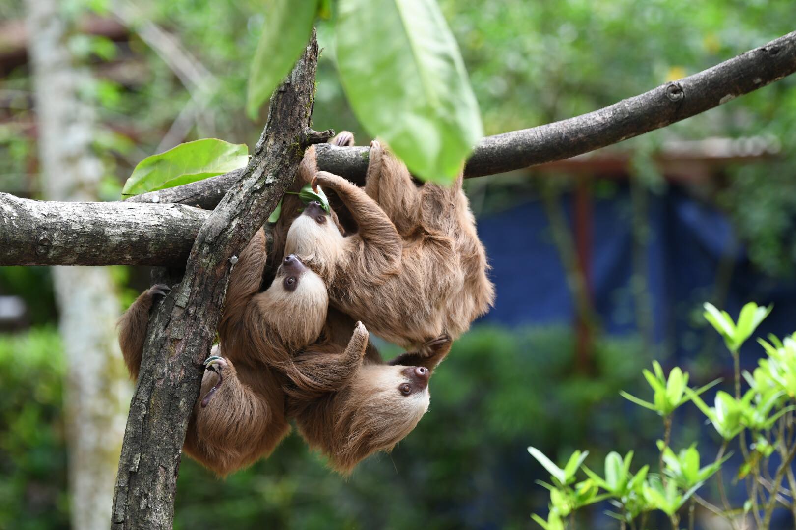 Famille de paresseux ensemble sur un arbre au Costa Rica