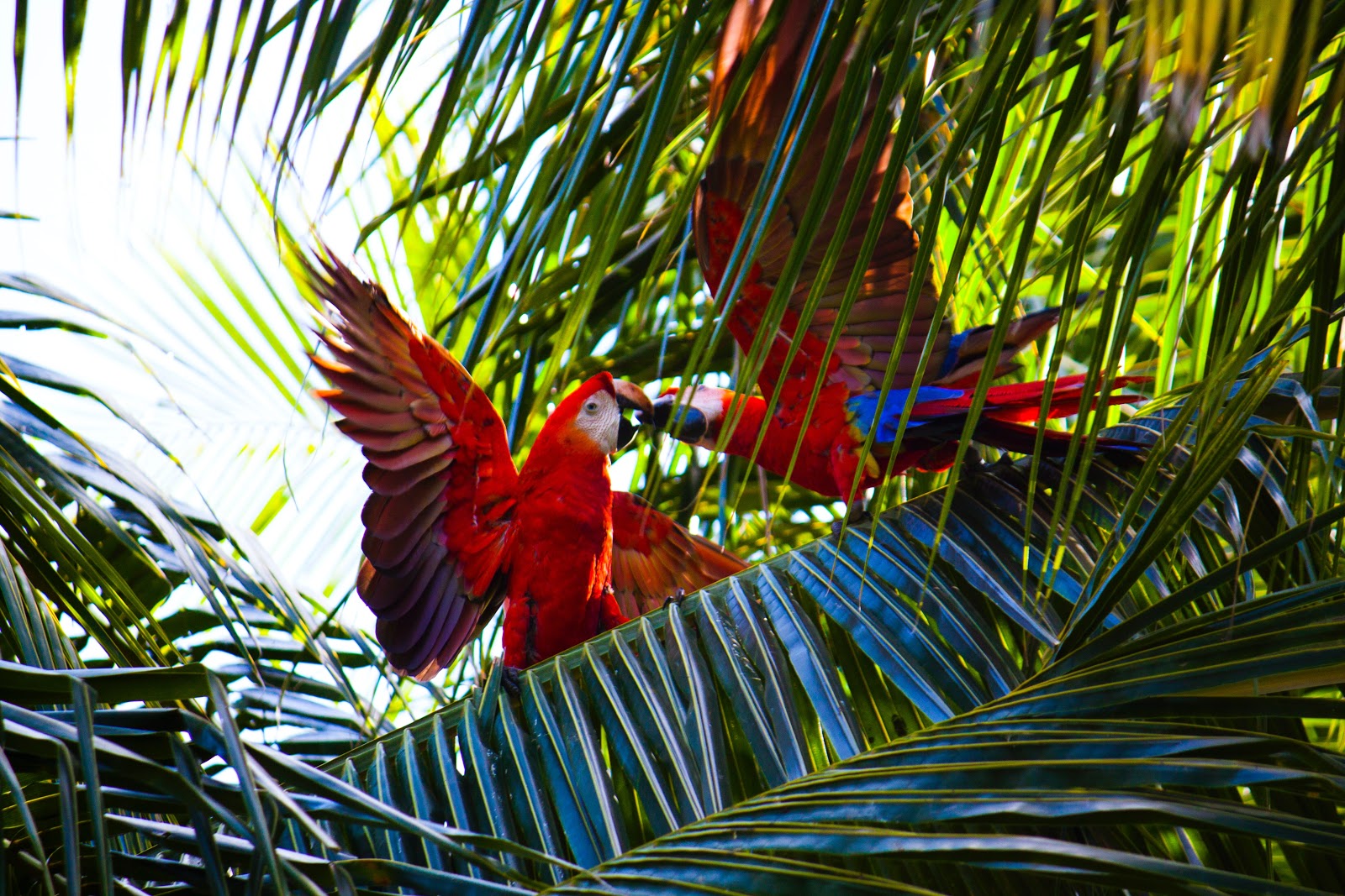 Aras rouge, perroquets rouges, Costa Rica