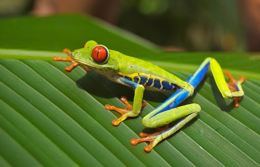 grenouille arboricole du Costa Rica