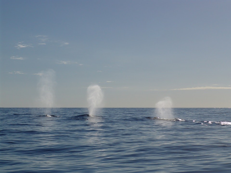 Baleine sur la cote pacifique du Costa Rica