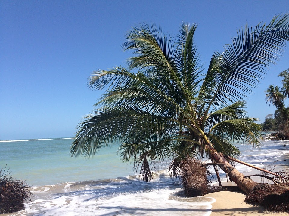 Plage de sable blanc avec cocotier Caraïbes Costa Rica