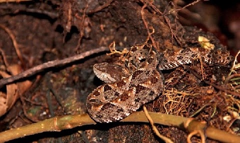 Camping Costa Rica Serpent Van