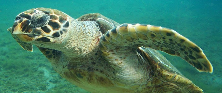 Tortue marine au Costa Rica