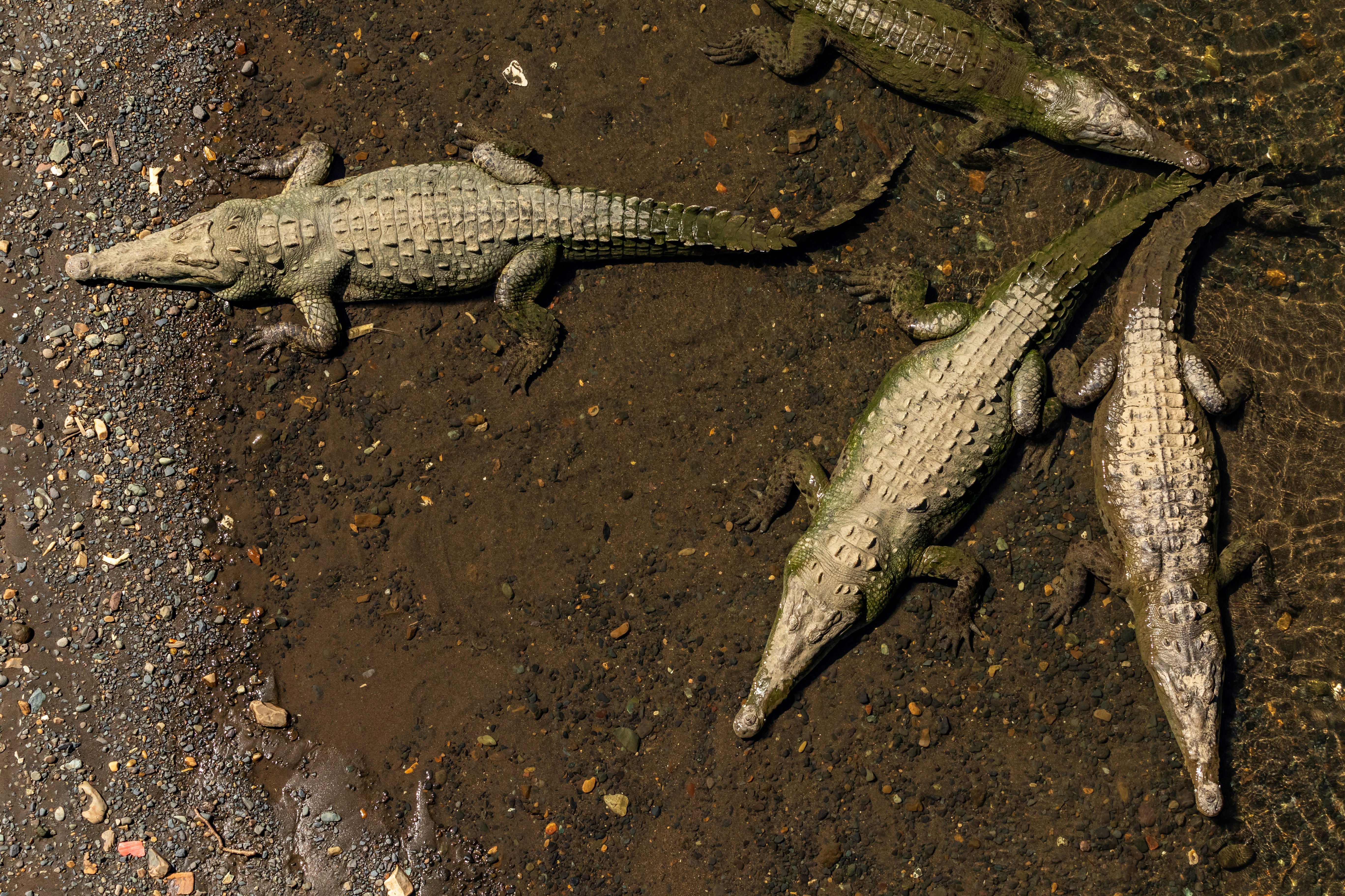 Crocodile dans la rivière Tarcoles au Costa Rica