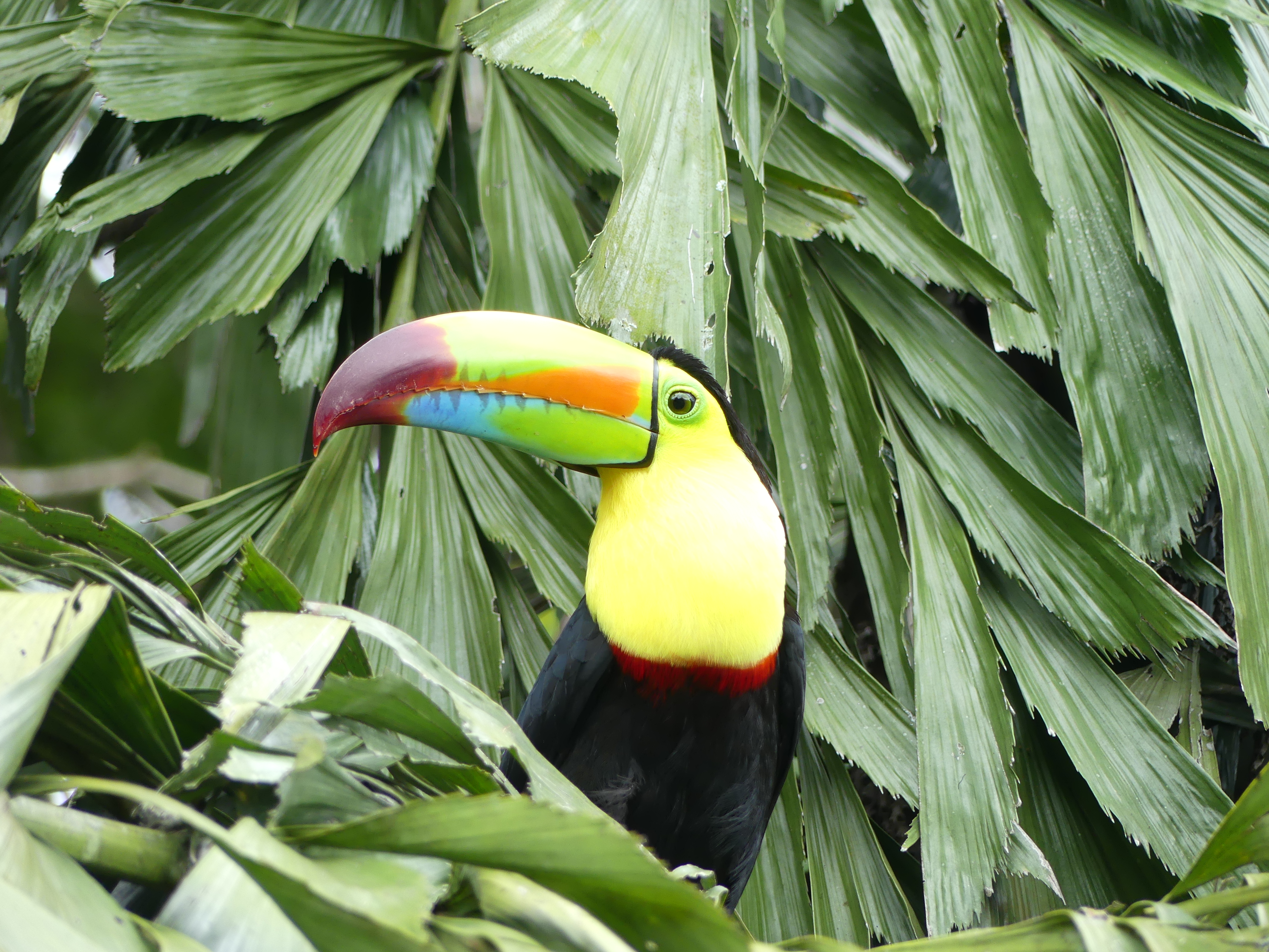 toucan carène oiseau costa rica