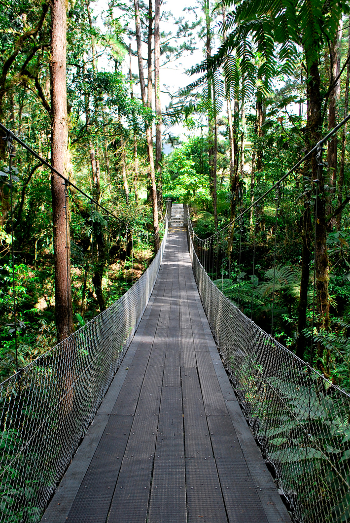 Ponts suspendus au Costa Rica, possible de le faire sans guide, canopée, forêt, jungle