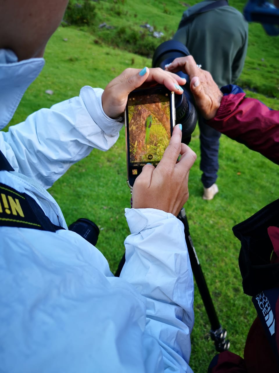 Guide au Costa Rica, idéal pour l'observation de la faune et la flore, naturaliste, animaux, oiseaux, plantes