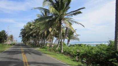 route, palmier, plage, mer, océan, voiture, véhicule