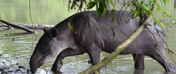 tapir, costa rica, parc international la amistad