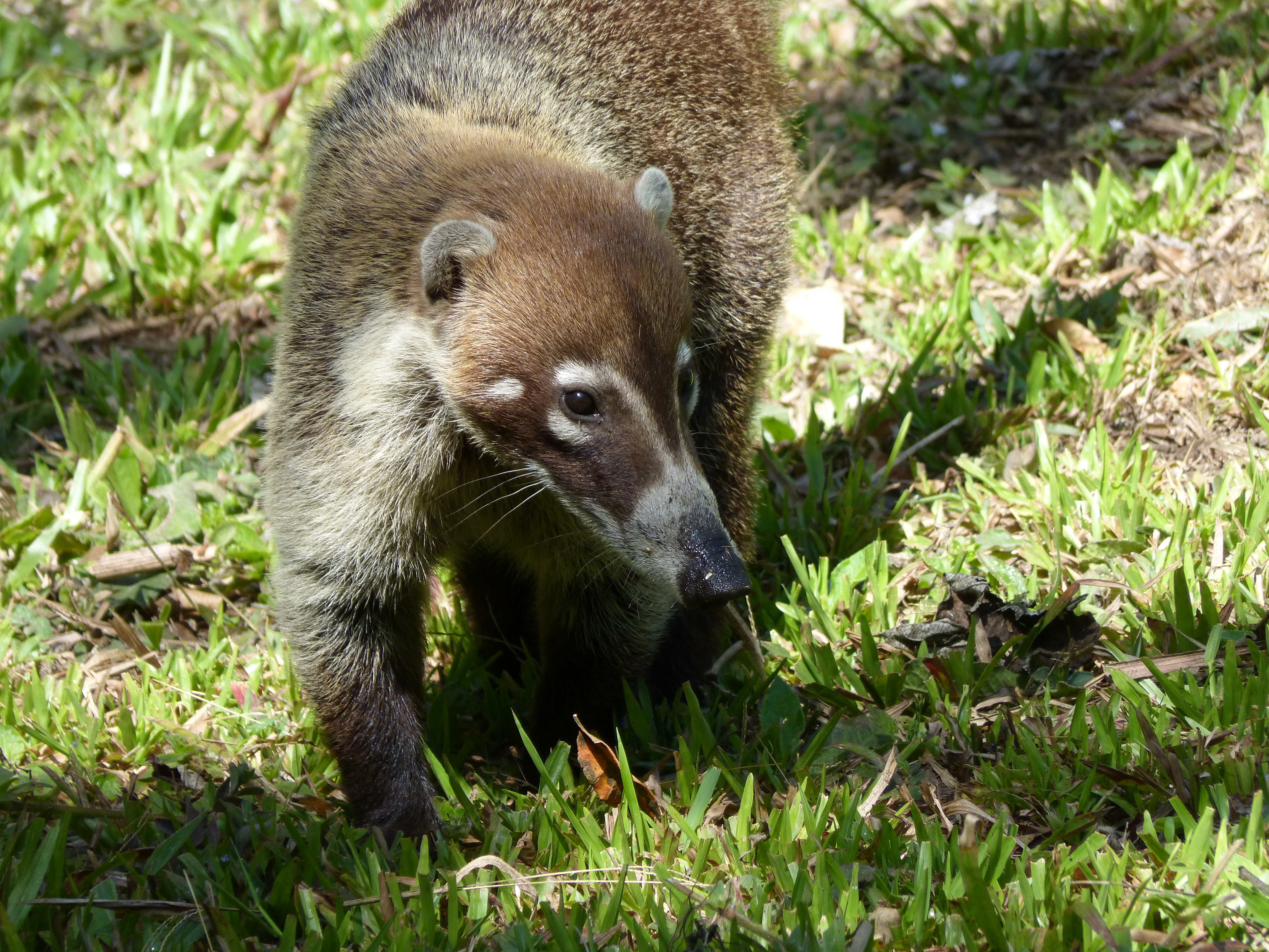 coati, costa rica, parc international la amistad
