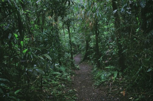 jungle, foret tropicale, costa rica