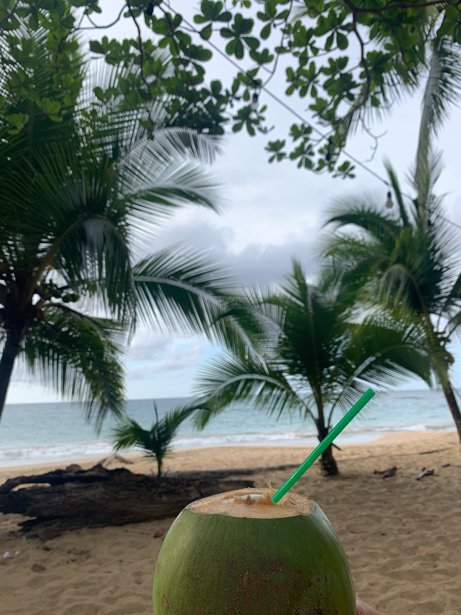 Noix de coco fraiche à boire sur une plage caribéenne du Costa Rica pour se rafraichir pendant le farniente