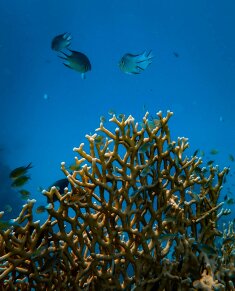 Récif corallien au Costa Rica, poisson snorkerling ou plongée sous-marine côte Caraibes