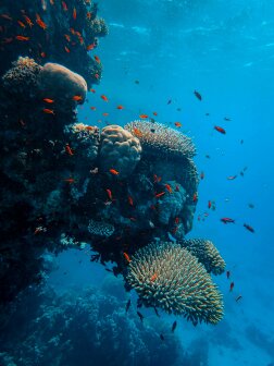 Biodiversité marine du Costa Rica