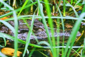 Crocodile dans les marécages du Costa Rica