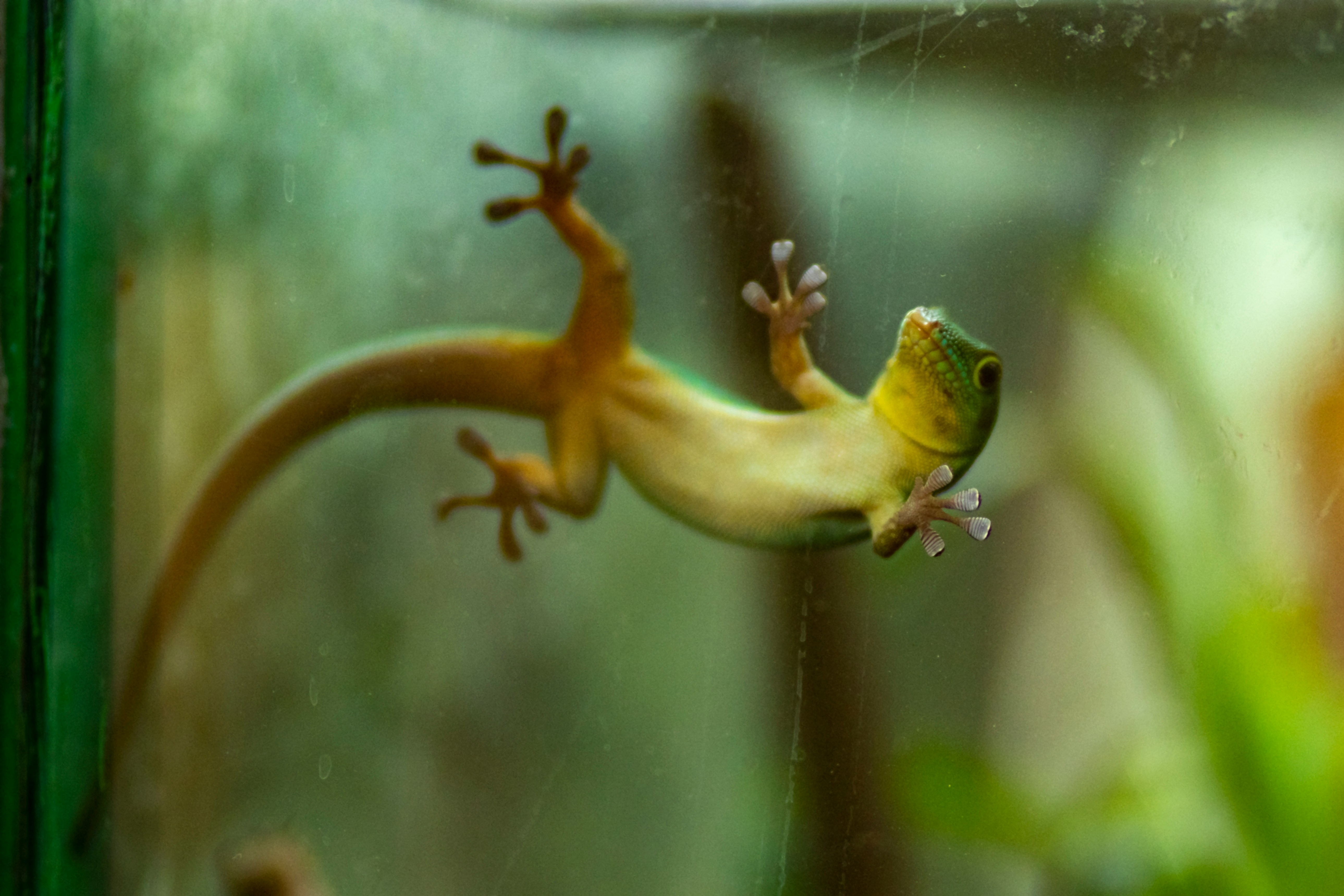 Gecko, Costa Rica, Amérique Centrale, Lézard, Maison