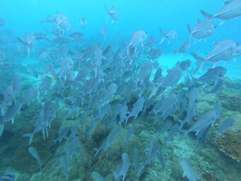 Banc de poisson en plongée à Isla Caño au Costa Rica