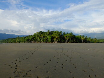 parc national, marino ballena, pacifique, nature, océan
