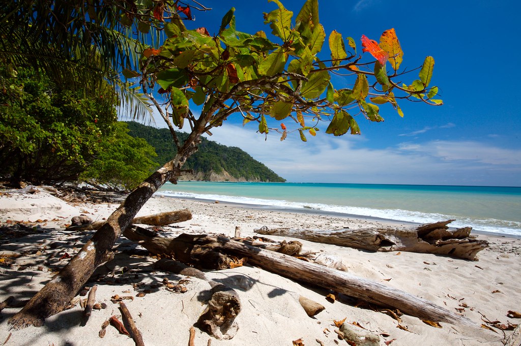 sable blanc, plage, mer, soleil, nature, végétation