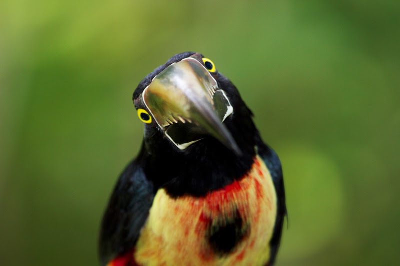 Toucan Araçari à collier: l'une des espèce d'oiseau présente au Costa Rica que vous pouvez observer à Guayabo