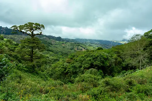 forêt, nature, vert, luxuriant, arbre, montagne